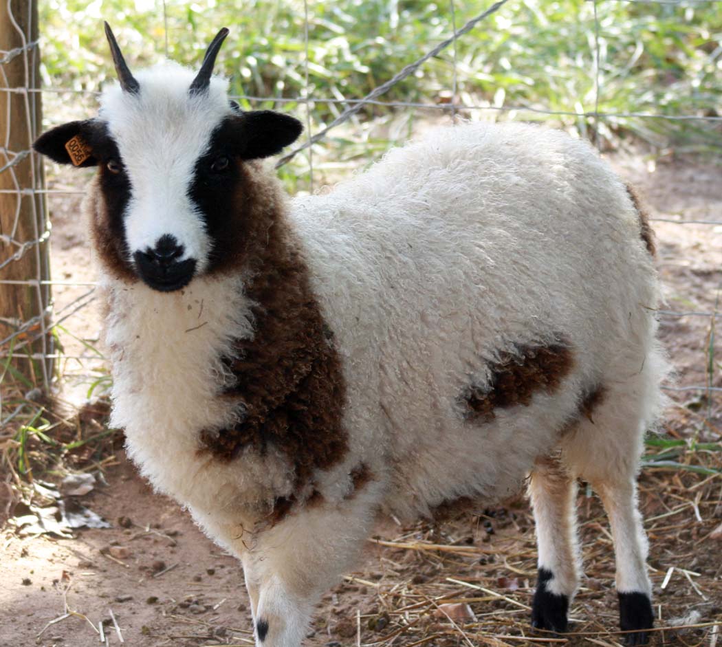 Canoe Lake Farm Jacob Sheep