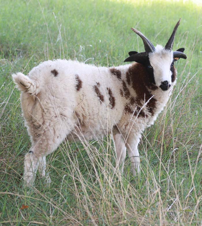 Canoe Lake Farm Jacob Sheep