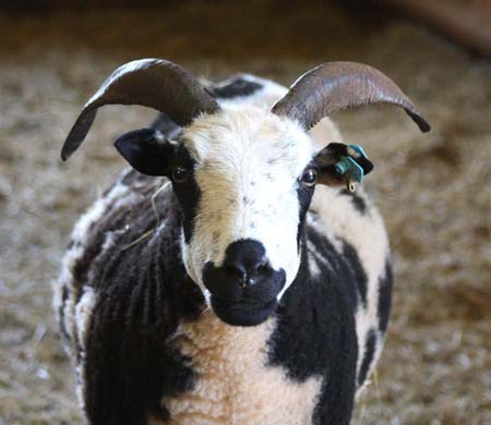 Canoe Lake Farm Jacob Sheep