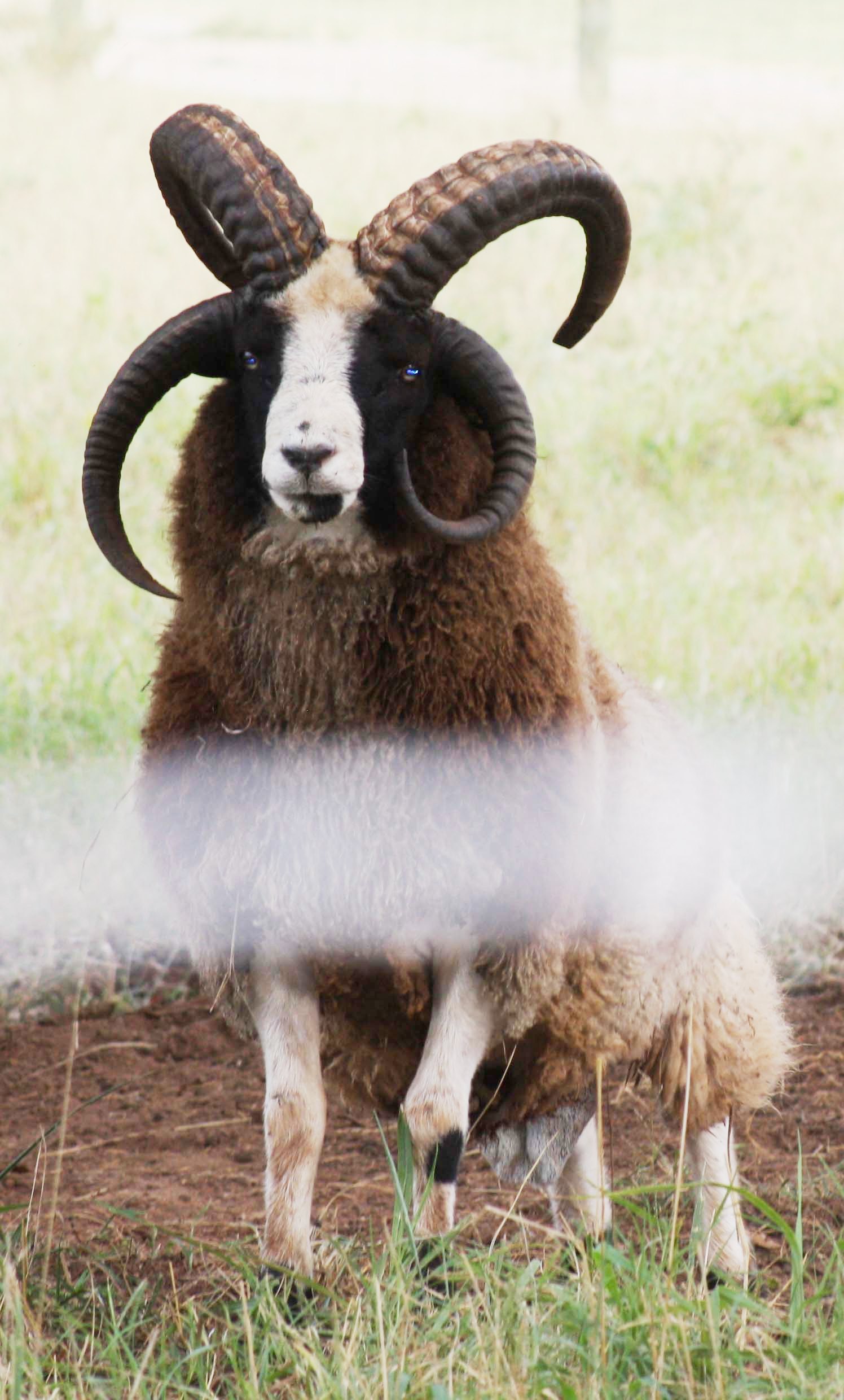 Canoe Lake Farm Jacob Sheep