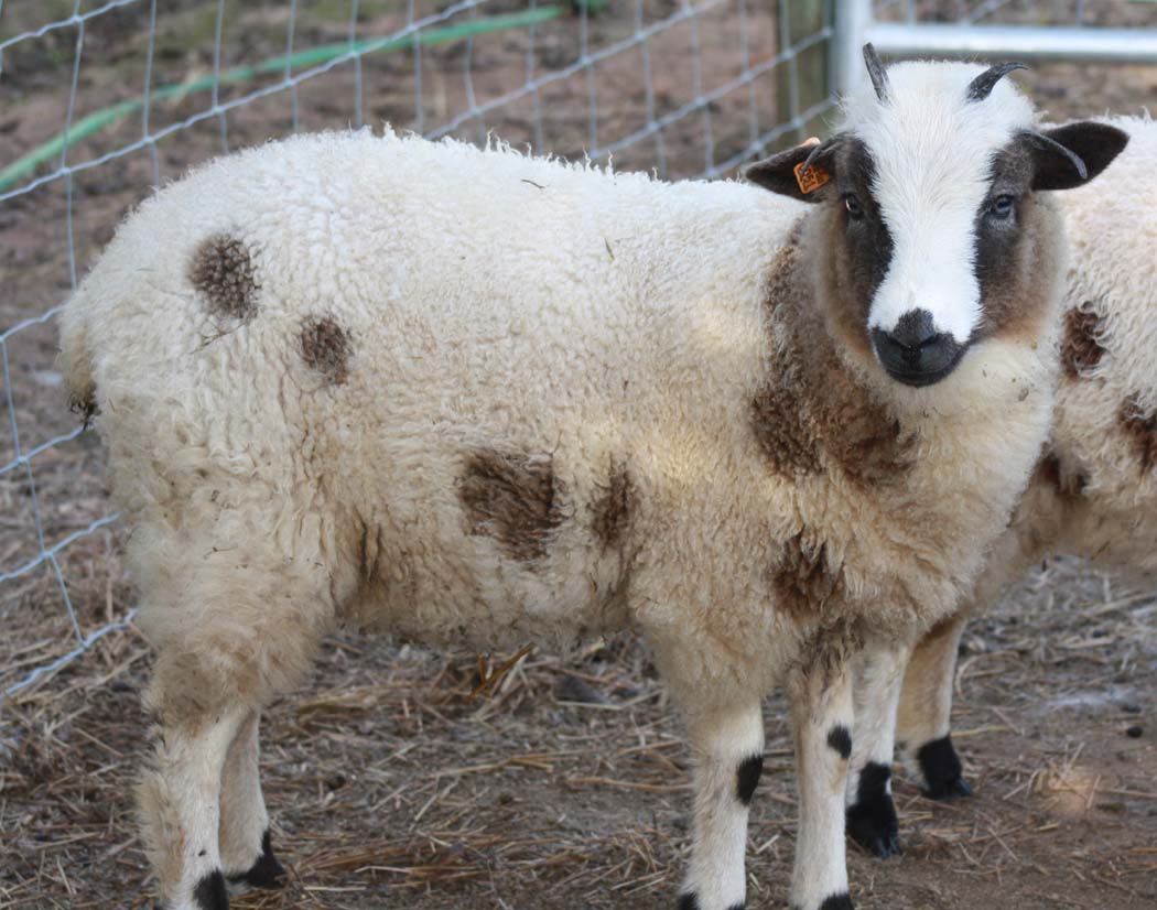 Canoe Lake Farm Jacob Sheep