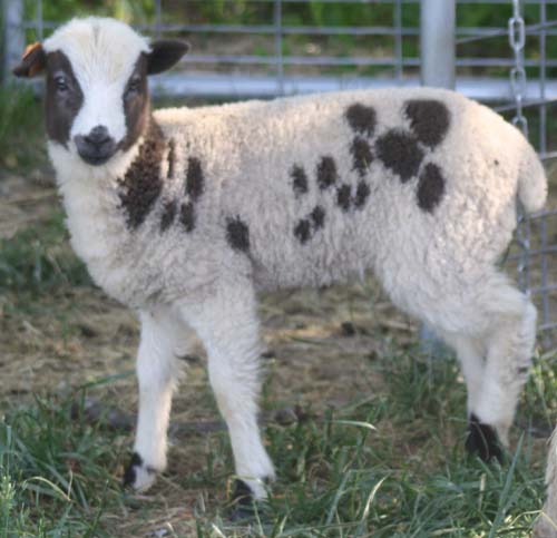 Canoe Lake Farm Jacob Sheep